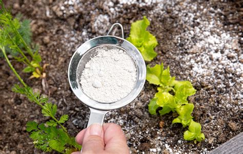 diatomaceous powder walmart|garden uses for diatomaceous earth.